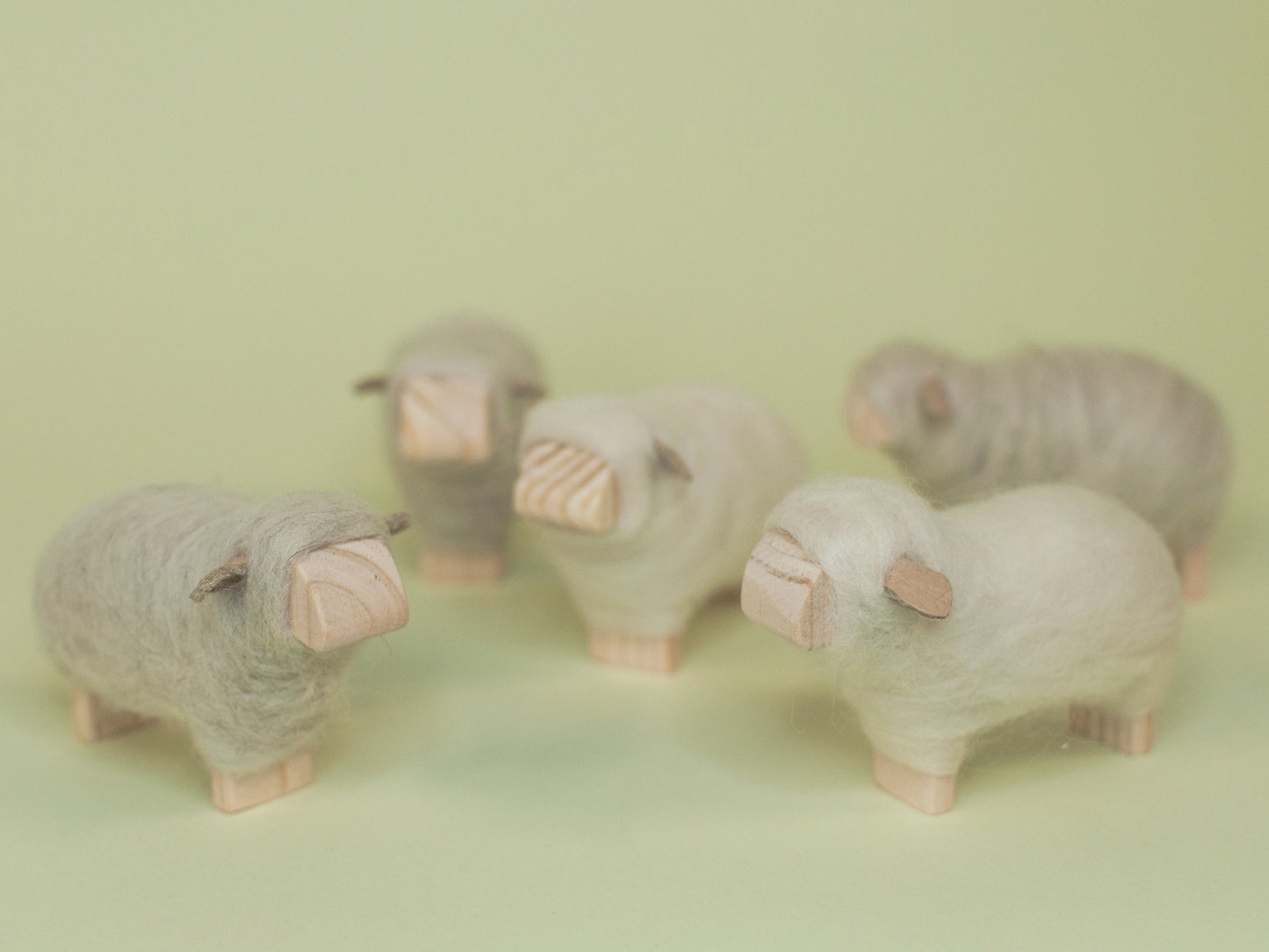 White sheep - round face